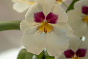 001-2020-05-23 Macro