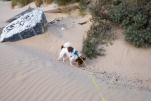 005-2021-08-26 Zononder op het strand