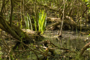 007-2020-05-05 Zeeland