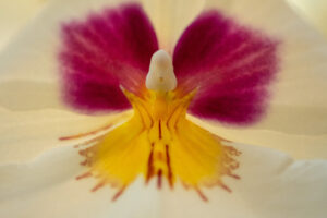 007-2020-05-23 Macro