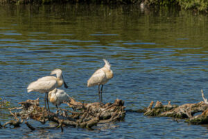 014-2020-05-05 Zeeland