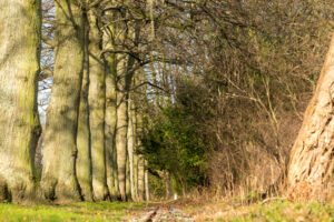 017-2020-02-06 Zuiderpark