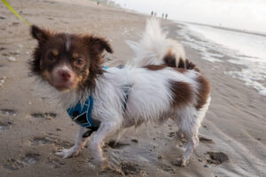 018-2021-08-26 Zononder op het strand