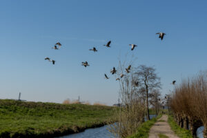 019-2020-03-25 Rondje Kinderdijk of Alblasserfam