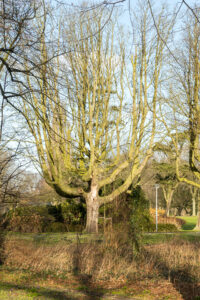 020-2020-02-06 Zuiderpark