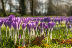 021-2020-02-06 Zuiderpark