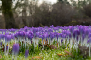 022-2020-02-06 Zuiderpark