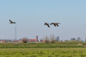 022-2020-03-25 Rondje Kinderdijk of Alblasserfam