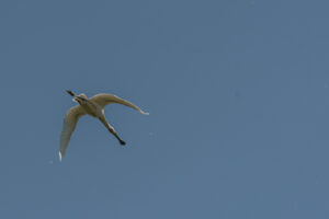 022-2020-05-05 Zeeland