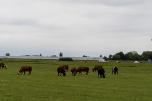 022-2021-06-19 t Woudt