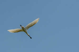 023-2020-05-05 Zeeland