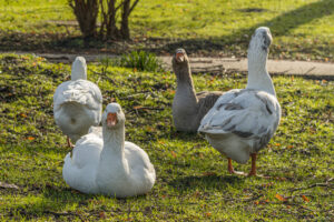 024-2020-02-06 Zuiderpark