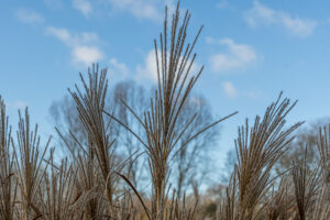 025-2020-02-06 Zuiderpark