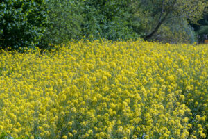 025-2020-04-24 Rondje Noord Holland en Flevopolder