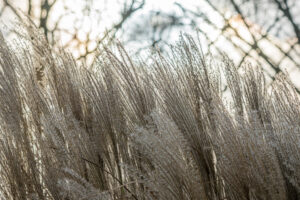 026-2020-02-06 Zuiderpark