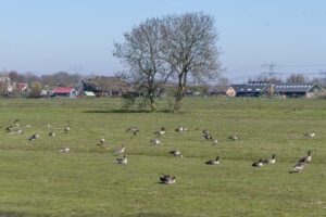 030-2020-03-25 Rondje Kinderdijk of Alblasserfam
