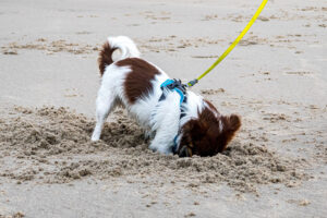 030-2021-08-26 Zononder op het strand