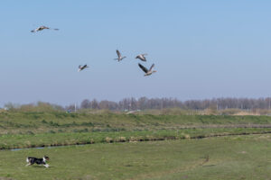 031-2020-03-25 Rondje Kinderdijk of Alblasserfam