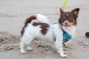 031-2021-08-26 Zononder op het strand