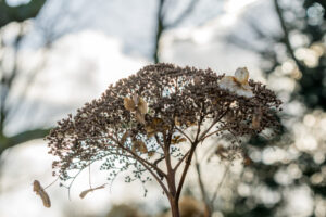 033-2020-02-06 Zuiderpark