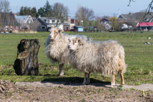 033-2020-03-25 Rondje Kinderdijk of Alblasserfam