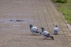 034-2020-03-10 Toerist in Houtwijk