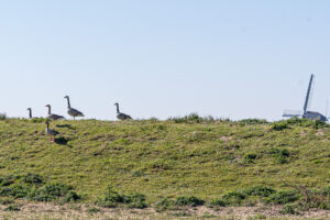 034-2020-03-25 Rondje Kinderdijk of Alblasserfam