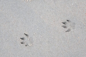 034-2021-08-26 Zononder op het strand