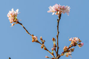 039-2020-02-06 Zuiderpark