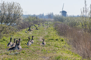 045-2020-03-25 Rondje Kinderdijk of Alblasserfam