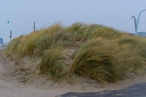 045-2021-12-30 Herfst in Loosduinen