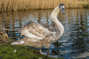 046-2020-02-06 Zuiderpark