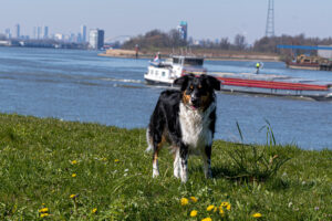 055-2020-03-25 Rondje Kinderdijk of Alblasserfam