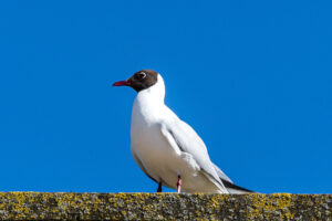 083-2020-04-17 Noord Holland
