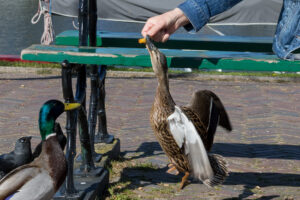 089-2020-04-17 Noord Holland
