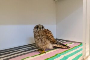 001-2020-10-23 Vogelopvang