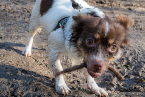 002-2020-11-09 Vriend! Meer en Bos