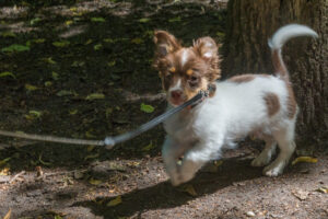 Vriend! in Meer en bos 2