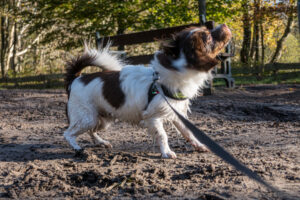 003-2020-11-09 Vriend! Meer en Bos