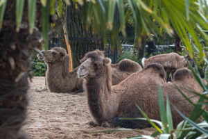 004-2020-09-29 Artis