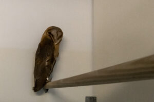 004-2020-10-23 Vogelopvang