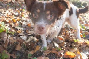 004-2020-11-09 Vriend! Meer en Bos