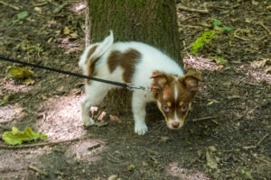 Vriend! in Meer en bos 2