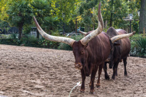 005-2020-09-29 Artis