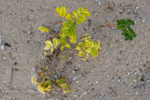 006-2020-09-27 Strand