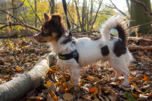 006-2020-11-09 Vriend! Meer en Bos