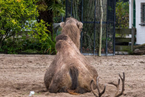 007-2020-09-29 Artis