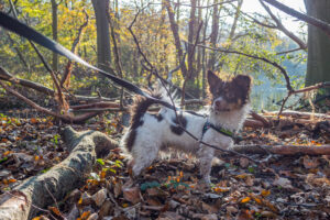 007-2020-11-09 Vriend! Meer en Bos