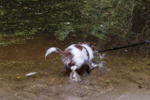 Vriend! in Meer en bos 2