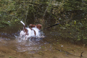 Vriend! in Meer en bos 2